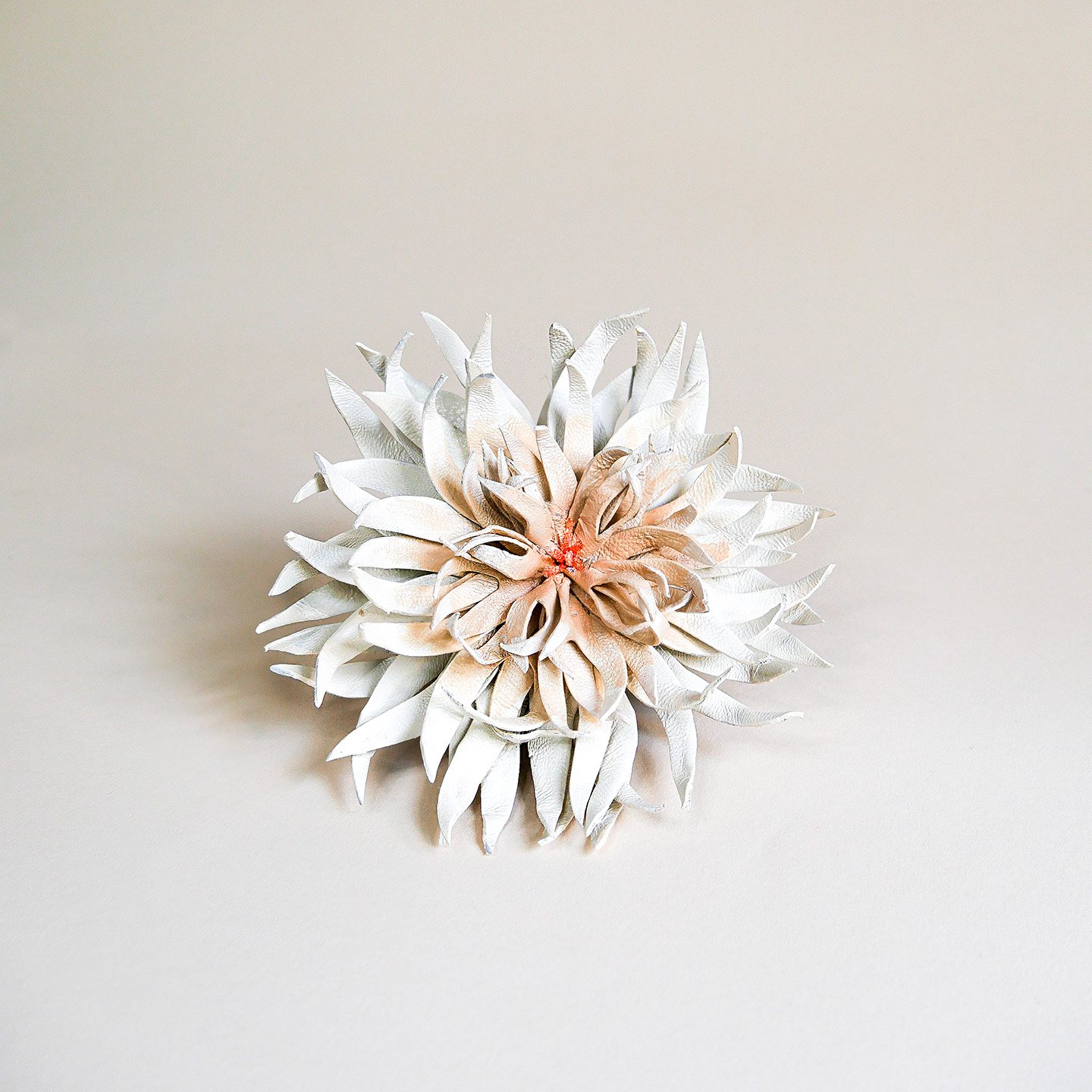 Dahlie Lederblume weiss-creme in weißem Hintergrund, Frontansicht Produktbild